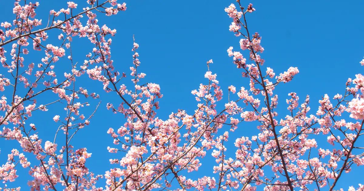 青空と桜の枝