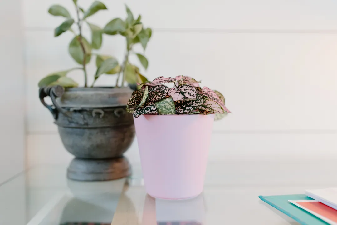 机に置かれた鉢植えの観葉植物